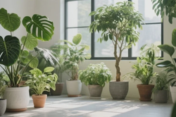 连云港公司搬迁绿植运输